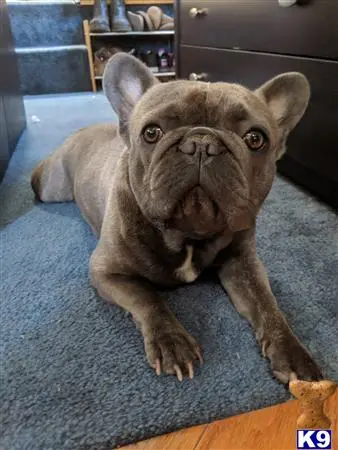 French Bulldog stud dog