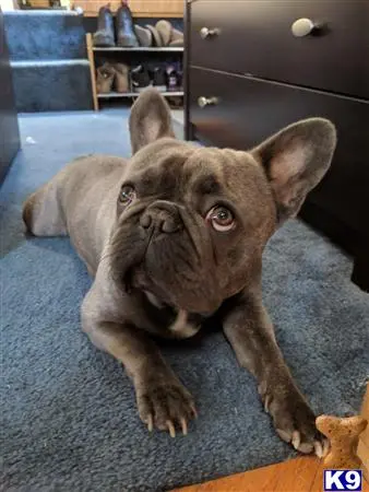 French Bulldog stud dog