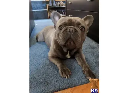 French Bulldog