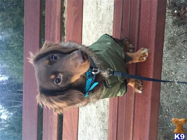 Dachshund stud dog