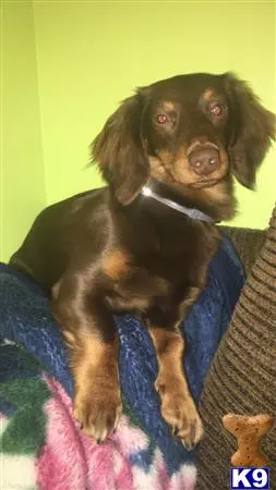 Dachshund stud dog