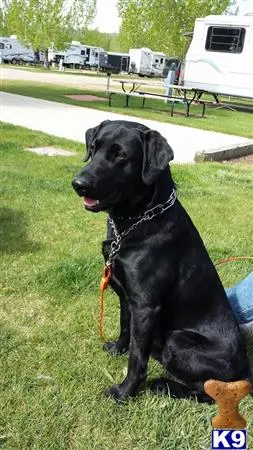 Labrador Retriever stud dog