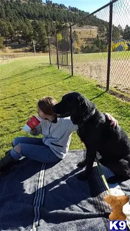 Labrador Retriever stud dog