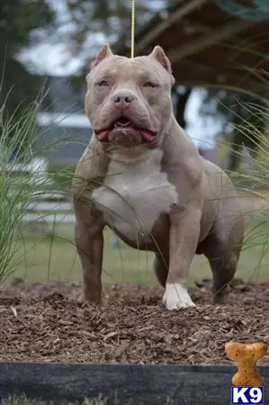 American Bully stud dog