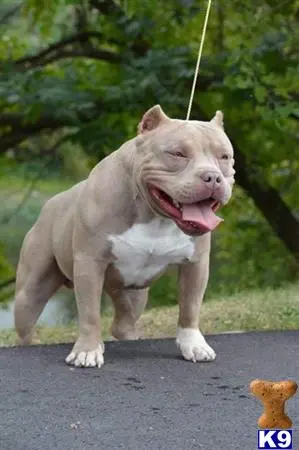 American Bully stud dog