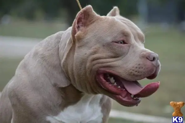 American Bully stud dog