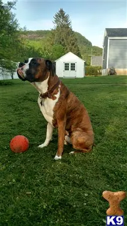 Boxer stud dog: a boxer dog sitting in a grassy area with a ball in front of it