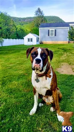 Boxer stud dog: a boxer dog standing in a grassy area
