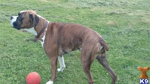 Boxer stud dog: a boxer dog standing on grass