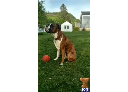 Boxer stud dog: a boxer dog sitting in a grassy area with a ball in front of it