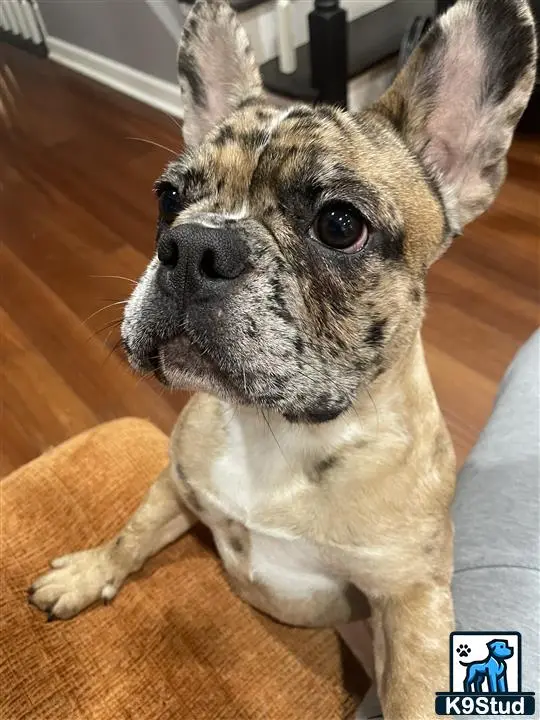 French Bulldog stud dog: a french bulldog dog sitting on a wood floor