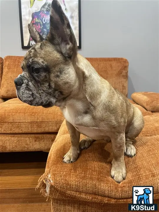 French Bulldog stud dog: a french bulldog dog sitting on a couch