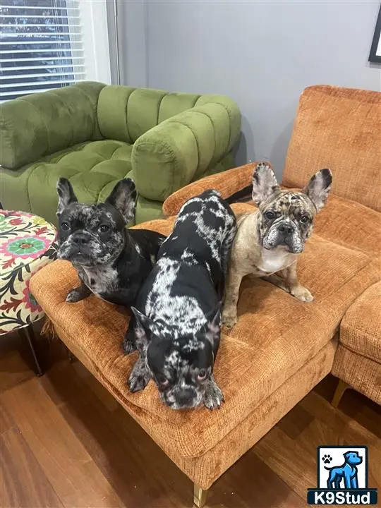 French Bulldog stud dog: a group of french bulldog dogs lying on a couch