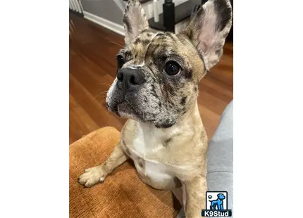 French Bulldog stud dog: a french bulldog dog sitting on a wood floor