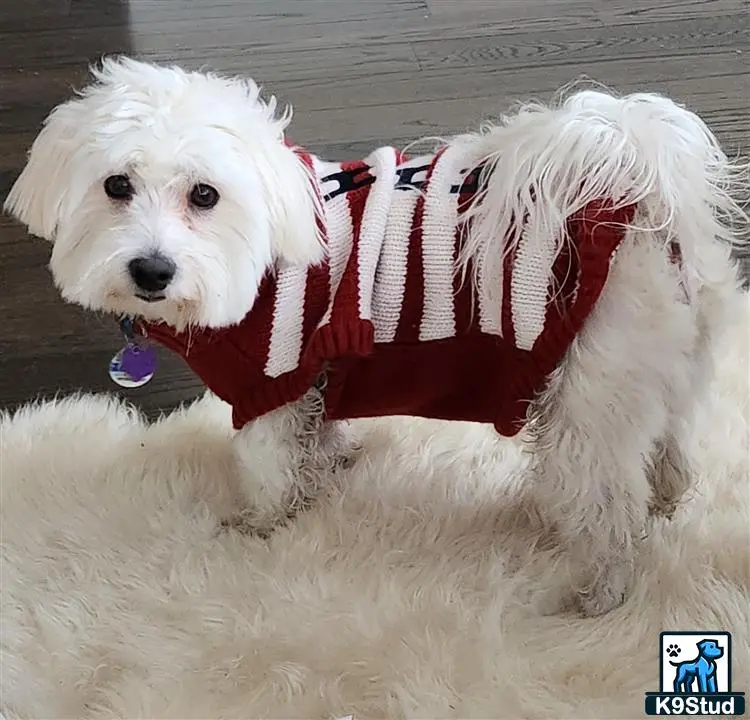 Coton De Tulear stud dog: a coton de tulear dog wearing a sweater