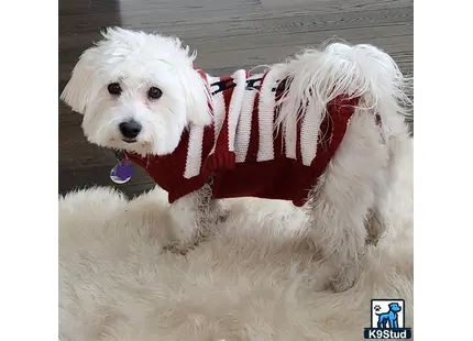Coton De Tulear stud dog: a coton de tulear dog wearing a sweater
