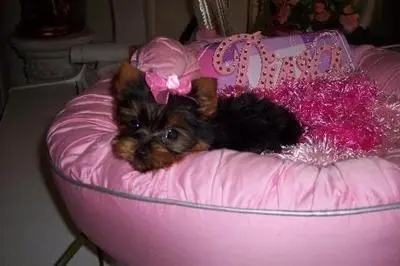 Yorkshire Terrier puppy for sale