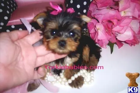 Yorkshire Terrier puppy for sale