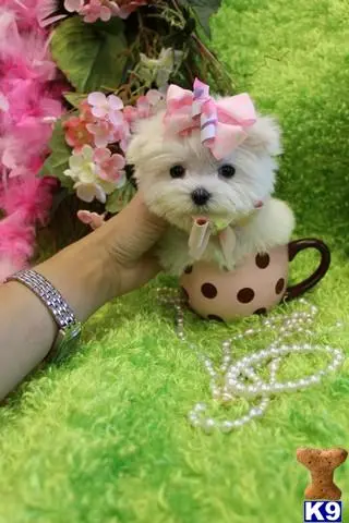 Maltese puppy for sale