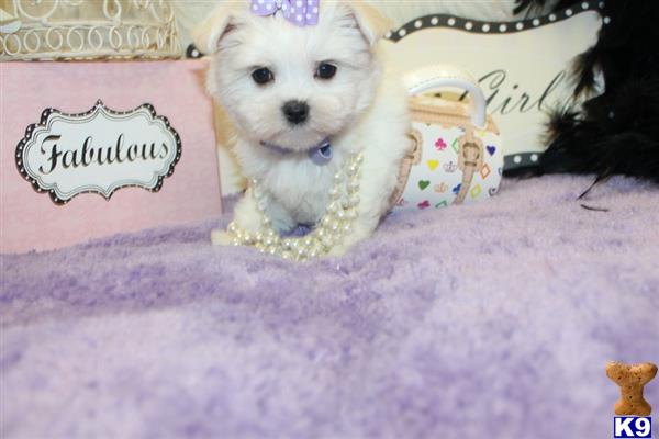 a maltese dog wearing a hat
