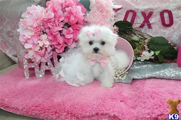 Maltese puppy for sale