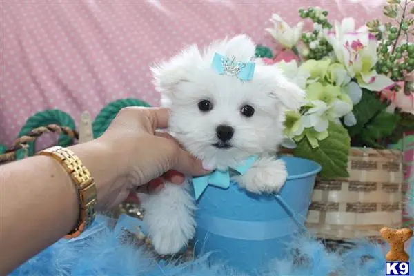 Maltese puppy for sale