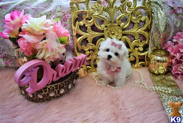 Maltese puppy for sale