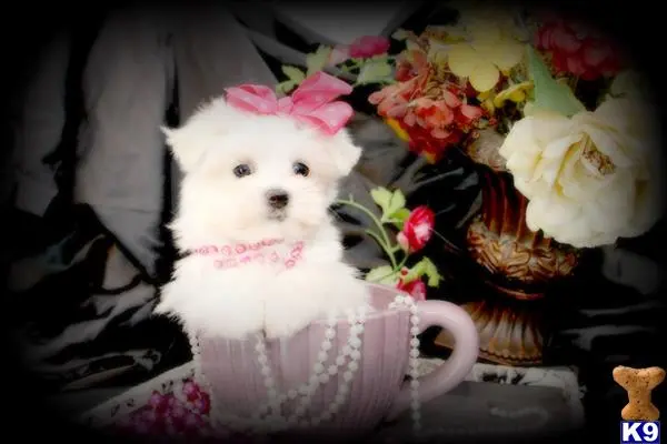 Maltese puppy for sale