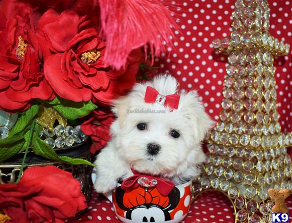 a maltese dog wearing a hat