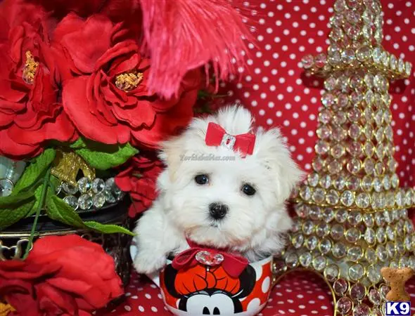 Maltese puppy for sale