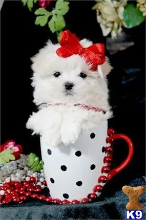 Maltese puppy for sale