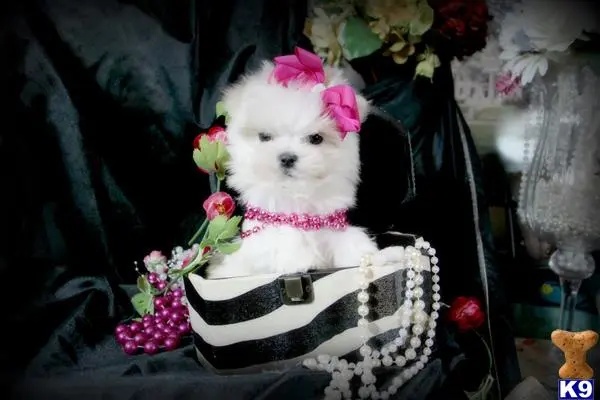 Maltese puppy for sale