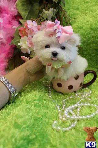 Maltese puppy for sale