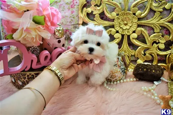 Maltese puppy for sale