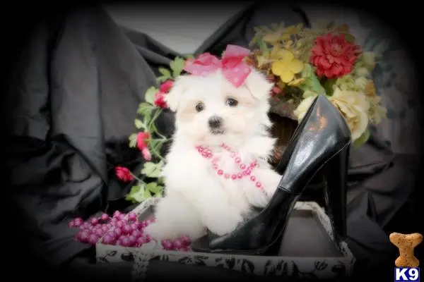 Maltese puppy for sale