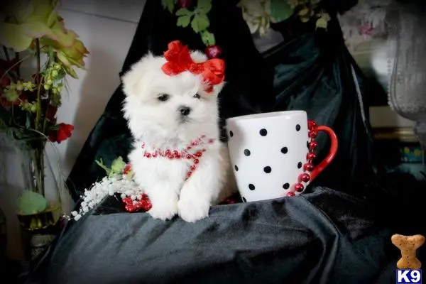 Maltese puppy for sale