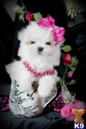 Maltese puppy for sale