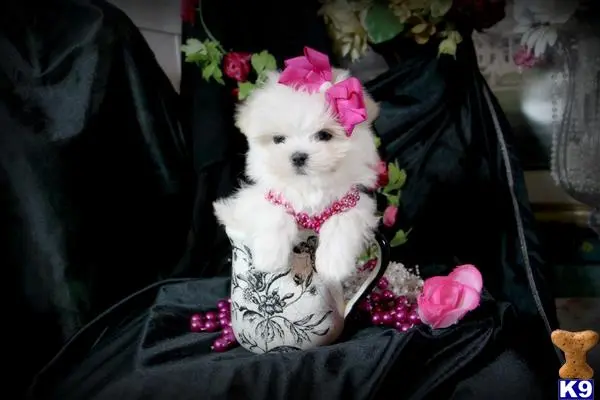 Maltese puppy for sale