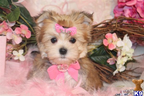 a mixed breed dog wearing a bow tie