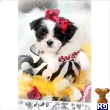 a mixed breed dog wearing a garment