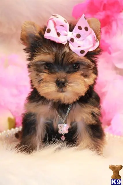 Yorkshire Terrier puppy for sale