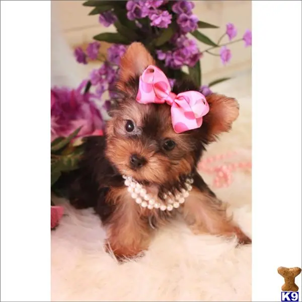 Yorkshire Terrier puppy for sale