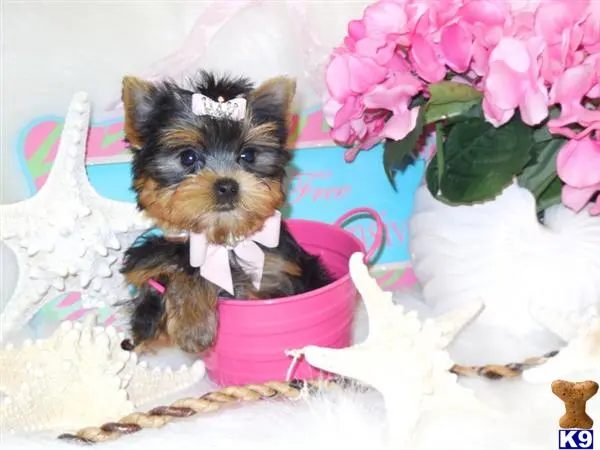 Yorkshire Terrier