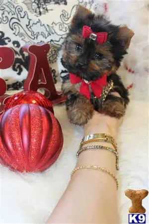 Yorkshire Terrier puppy for sale