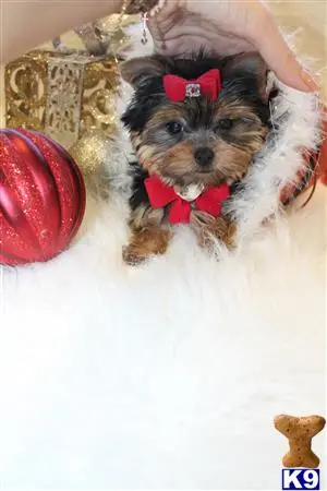 Yorkshire Terrier puppy for sale