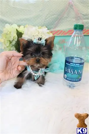 Yorkshire Terrier puppy for sale