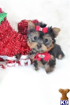 Yorkshire Terrier puppy for sale