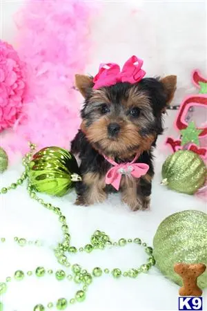 Yorkshire Terrier