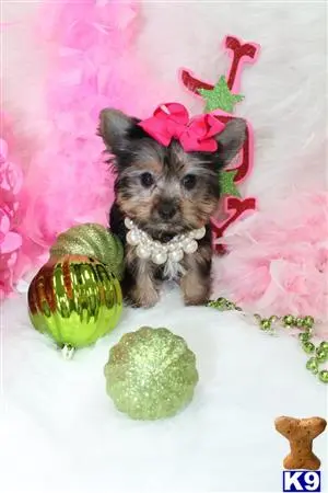 Yorkshire Terrier puppy for sale