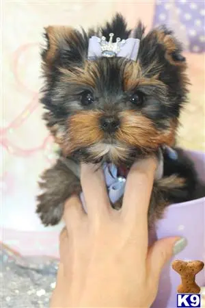 Yorkshire Terrier puppy for sale